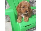 Cavapoo Puppy for sale in Shipshewana, IN, USA