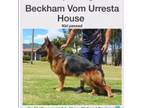 Beckham Vom Urresta House