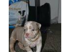Olde Bulldog Puppy for sale in Matteson, IL, USA