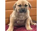 Mutt Puppy for sale in Las Vegas, NV, USA