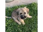 Cairn Terrier Puppy for sale in Merkel, TX, USA