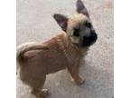 Cairn Terrier Puppy for sale in Merkel, TX, USA