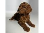 Goldendoodle Puppy for sale in Rosemead, CA, USA
