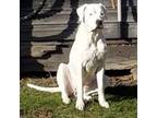 Dogo Argentino Puppy for sale in Rainelle, WV, USA