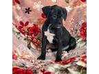 Boxer Puppy for sale in Fallbrook, CA, USA