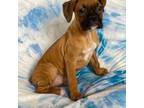 Boxer Puppy for sale in Fallbrook, CA, USA