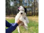 Mutt Puppy for sale in Fayetteville, NC, USA