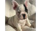 French Bulldog Puppy for sale in Renton, WA, USA