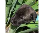 Irish Wolfhound Puppy for sale in Deerfield, NH, USA