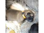 Irish Wolfhound Puppy for sale in Deerfield, NH, USA