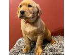 Labrador Retriever Puppy for sale in New Freedom, PA, USA