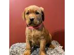Labrador Retriever Puppy for sale in New Freedom, PA, USA