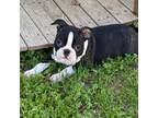 Boston Terrier Puppy for sale in Exeter, MO, USA