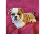 Bulldog Puppy for sale in Clyde, NY, USA