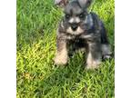 Schnauzer (Miniature) Puppy for sale in Broxton, GA, USA