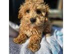 Poodle (Toy) Puppy for sale in Neenah, WI, USA