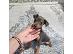 Miniature Pinscher Puppy for sale in Monroe, NC, USA