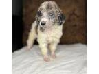Mutt Puppy for sale in Gadsden, AL, USA