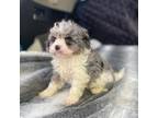 Cavapoo Puppy for sale in Walnut, MS, USA