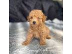 Poodle (Toy) Puppy for sale in Walnut, MS, USA