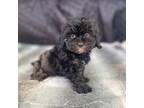 Cavapoo Puppy for sale in Walnut, MS, USA