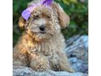 Labradoodle Puppy for sale in Clearwater, FL, USA