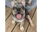 French Bulldog Puppy for sale in Windom, TX, USA
