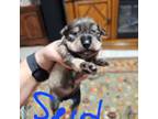 Schnauzer (Miniature) Puppy for sale in Macclenny, FL, USA