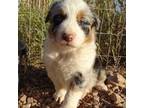 Australian Shepherd Puppy for sale in Wittmann, AZ, USA