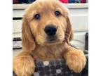 Golden Retriever Puppy for sale in La Verne, CA, USA