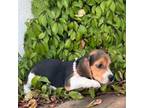 Beagle Puppy for sale in Costa Mesa, CA, USA