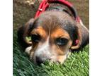 Beagle Puppy for sale in Costa Mesa, CA, USA