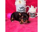 Yorkshire Terrier Puppy for sale in Perris, CA, USA