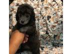 Mutt Puppy for sale in Houston, TX, USA