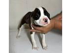 Boxer Puppy for sale in Powell, OH, USA