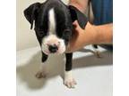 Boxer Puppy for sale in Powell, OH, USA