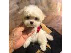 Maltese Puppy for sale in Forney, TX, USA