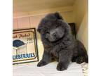 Chow Chow Puppy for sale in New York, NY, USA