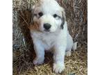 Great Pyrenees Puppy for sale in Ringoes, NJ, USA