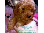 Poodle (Toy) Puppy for sale in Mount Vernon, MO, USA