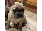 French Bulldog Puppy for sale in Lakeville, MA, USA