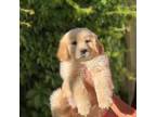 Golden Retriever Puppy for sale in Phoenix, AZ, USA