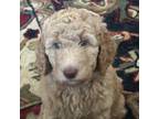 Mutt Puppy for sale in Dinuba, CA, USA