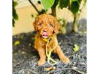 Goldendoodle Puppy for sale in Naples, FL, USA