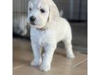 Goldendoodle Puppy for sale in Argyle, TX, USA