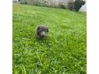 Dachshund Puppy for sale in Yonkers, NY, USA