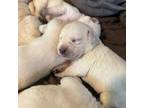 Labrador Retriever Puppy for sale in Pahoa, HI, USA