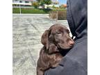 Labrador Retriever Puppy for sale in Diamond Bar, CA, USA