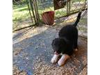 Border Collie Puppy for sale in New Castle, KY, USA