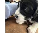 Aussiedoodle Puppy for sale in Millington, TN, USA
